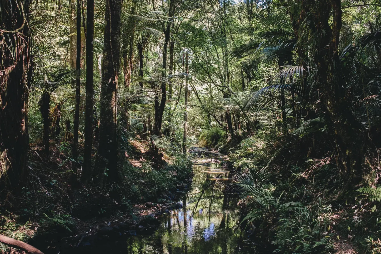 Waiohua Iwi Lead Collaborative Approach To Puhinui Stream Regeneration 4